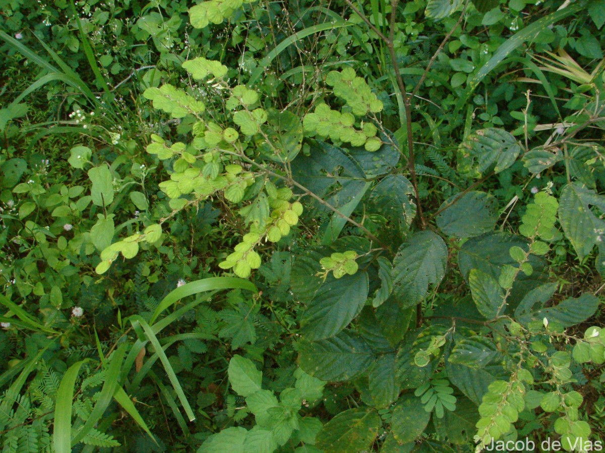 Phyllodium pulchellum (L.) Desv.
